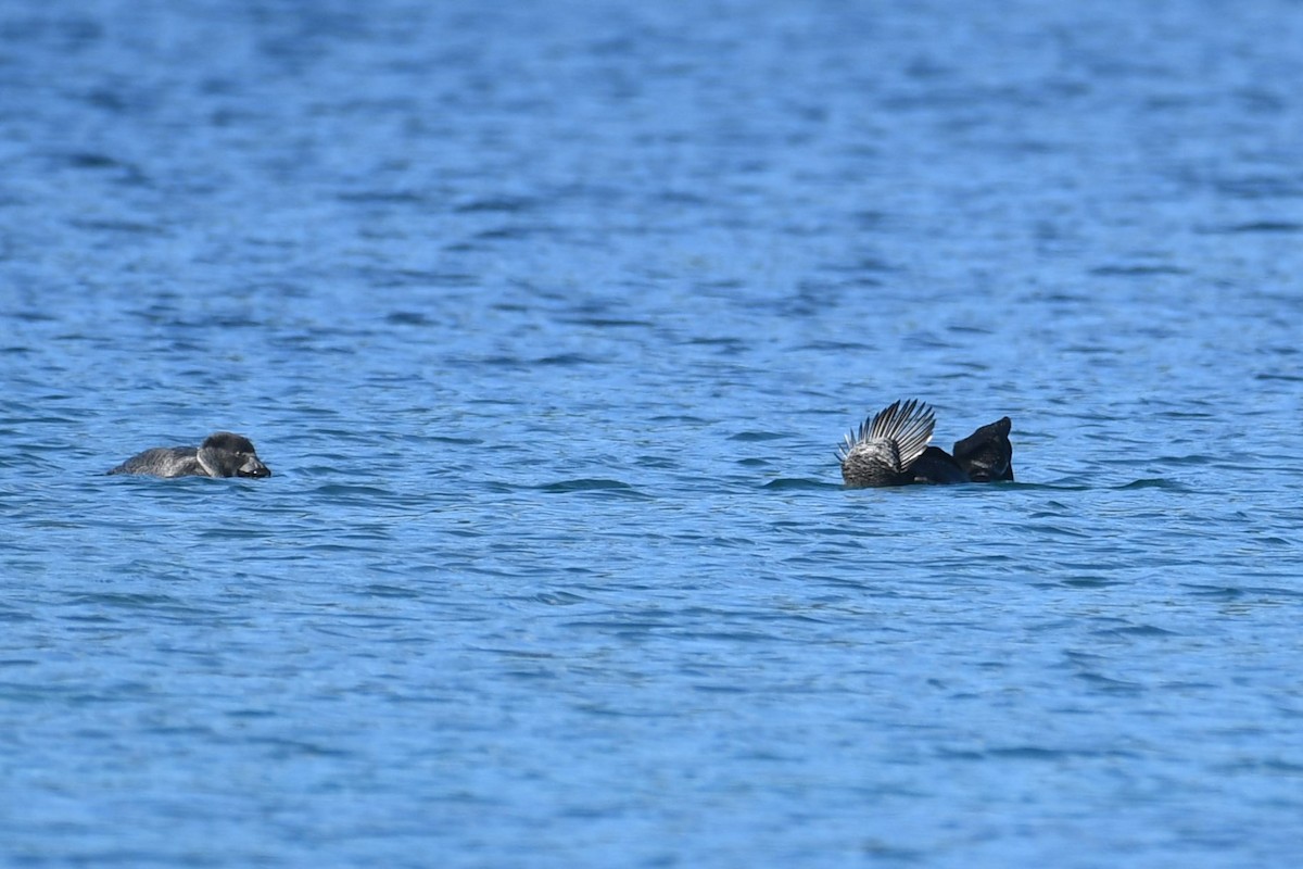 Musk Duck - ML620693420