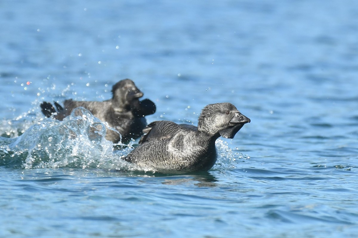 Musk Duck - ML620693423