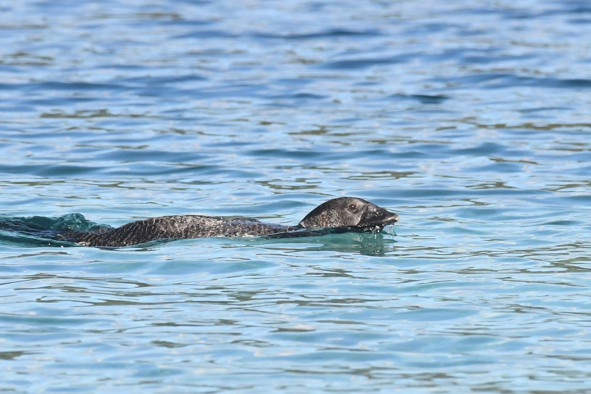 Musk Duck - ML620693424