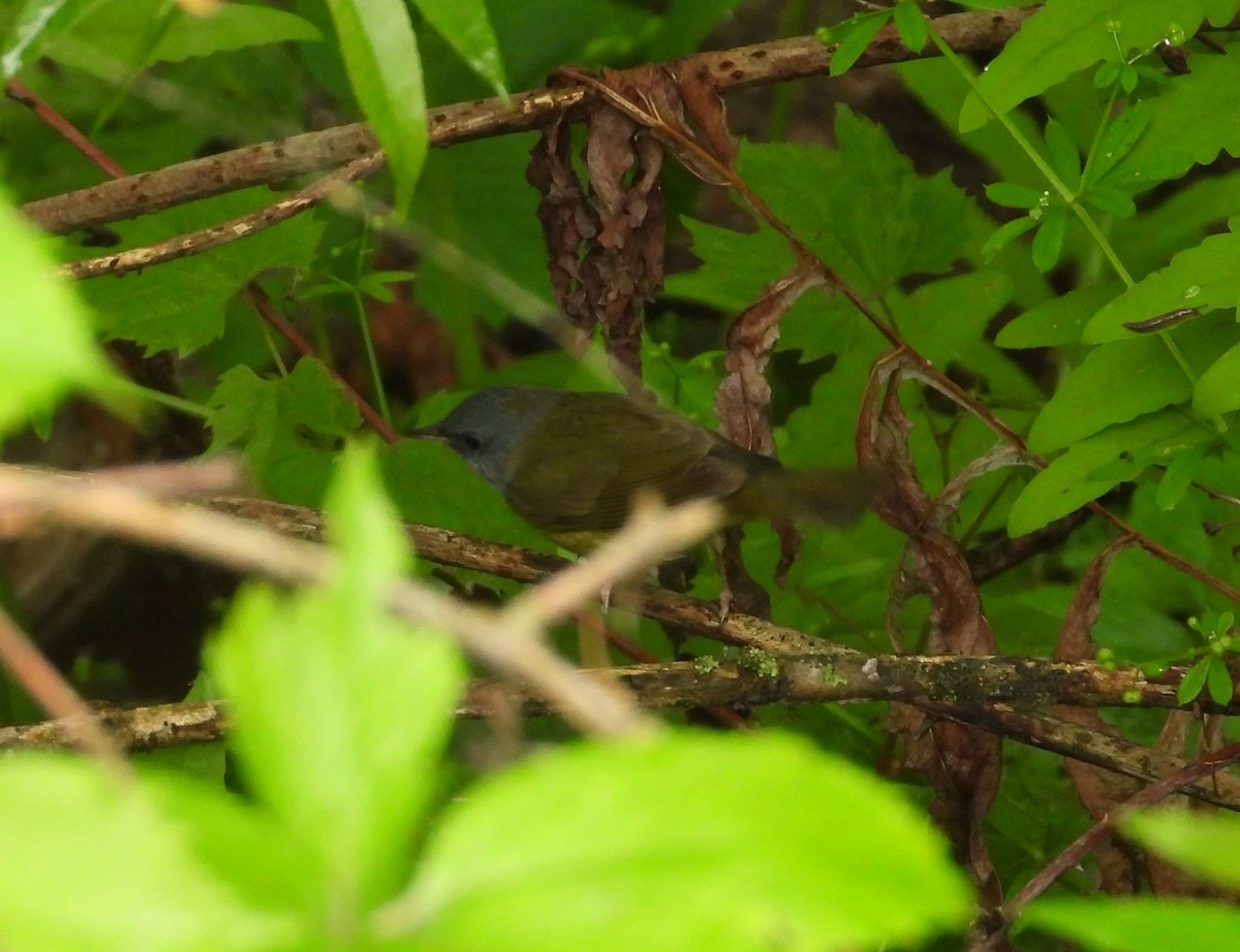 Mourning Warbler - Ezekiel  Van