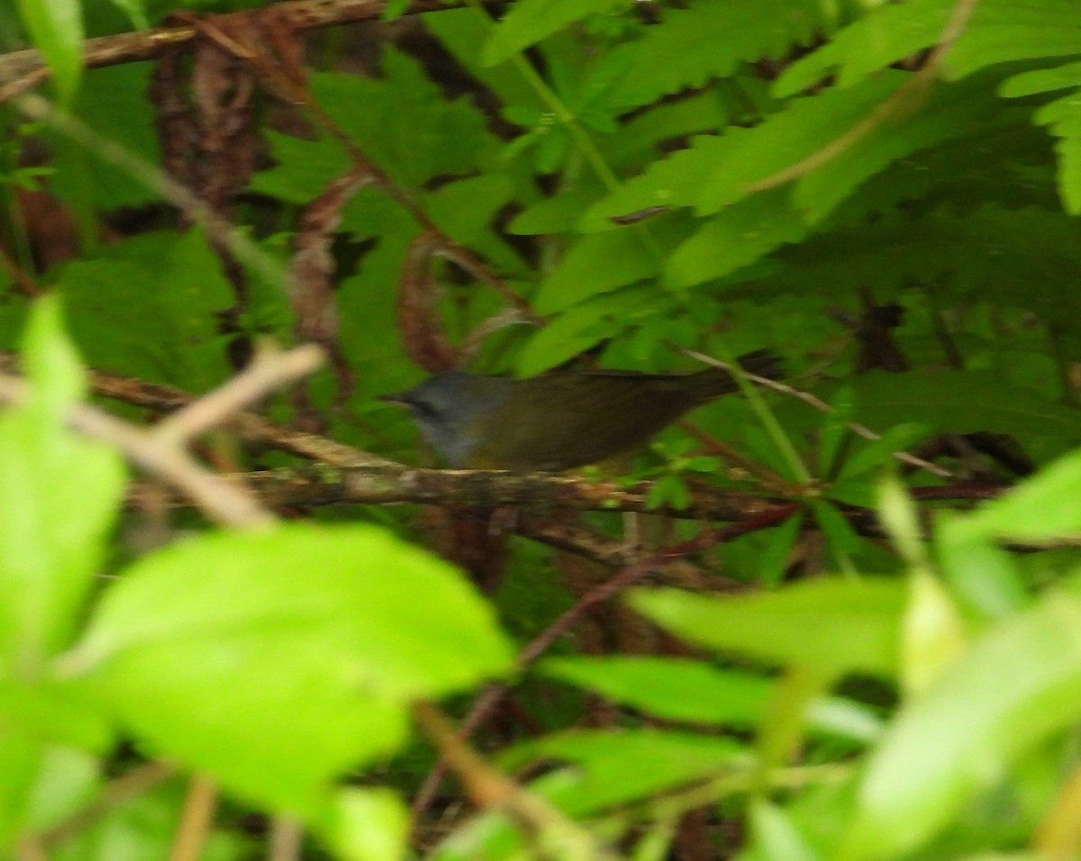 Mourning Warbler - ML620693429