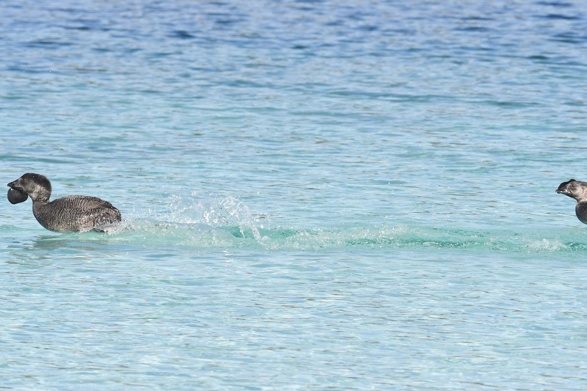 Musk Duck - ML620693430