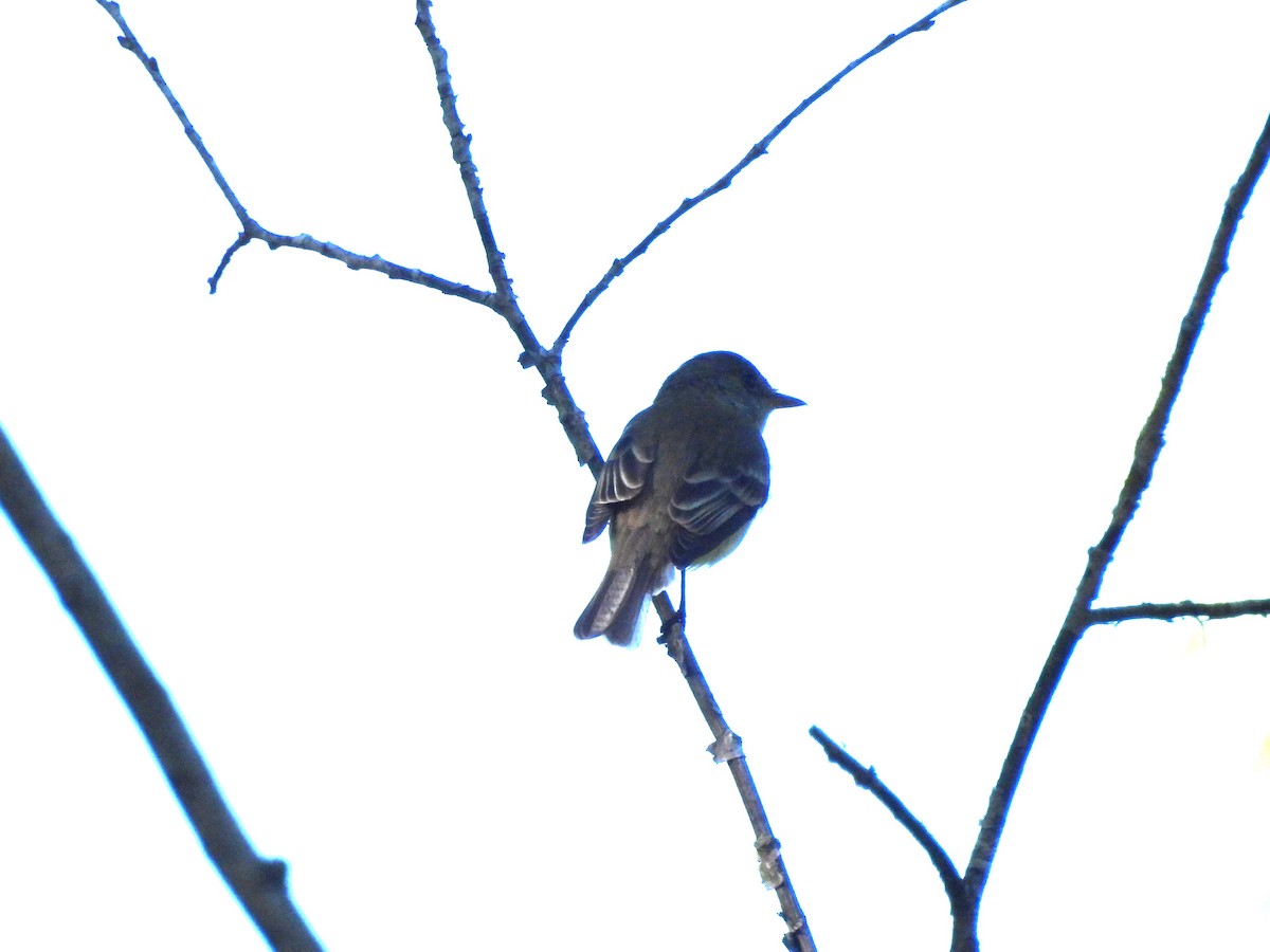 Willow Flycatcher - ML620693431