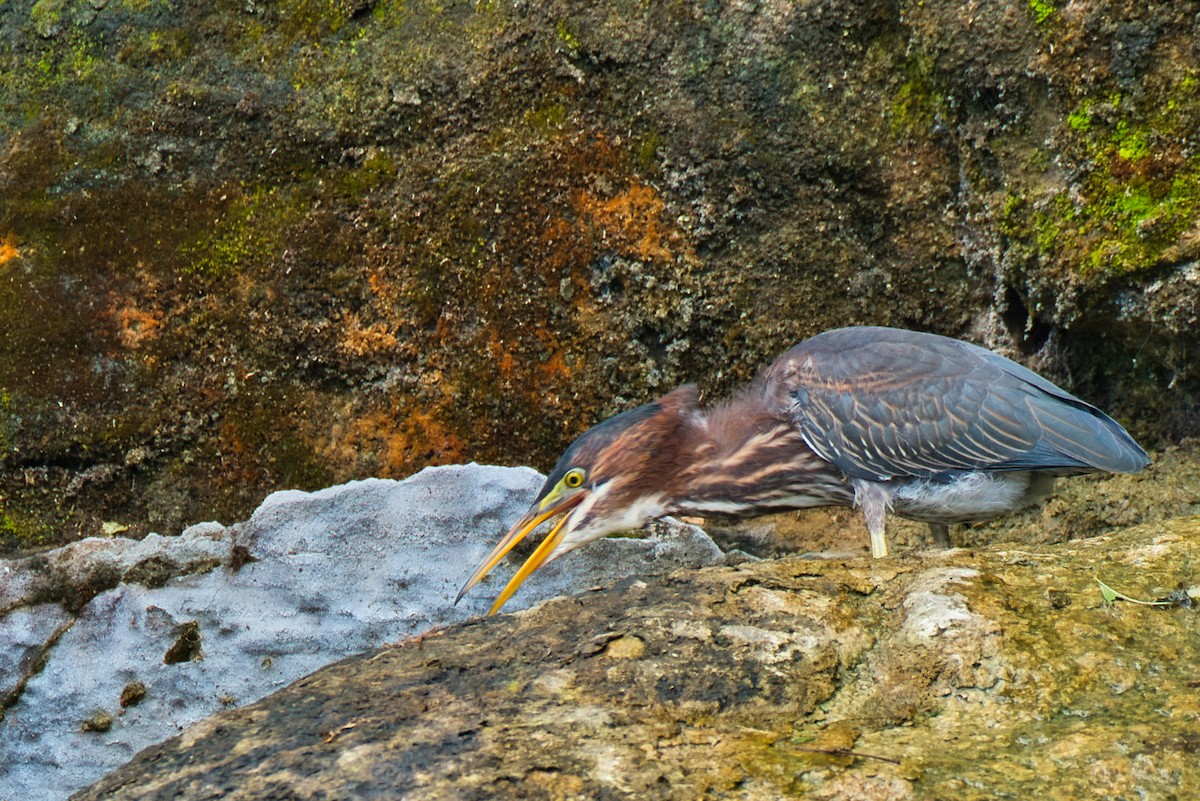 Green Heron - ML620693432