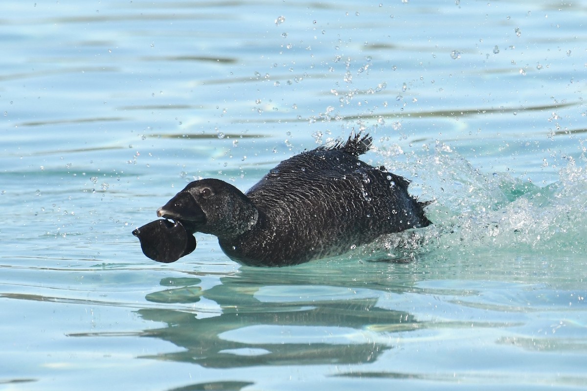 Musk Duck - ML620693433