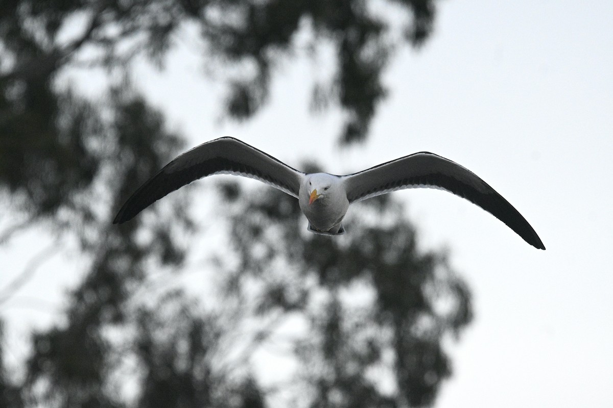 Gaviota de Tasmania - ML620693434