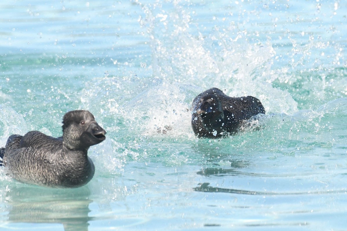 Musk Duck - ML620693435