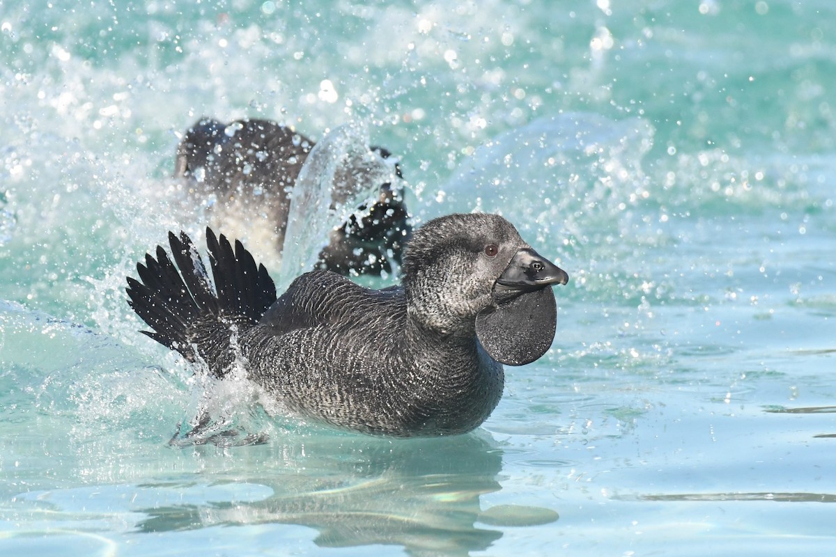 Musk Duck - ML620693436