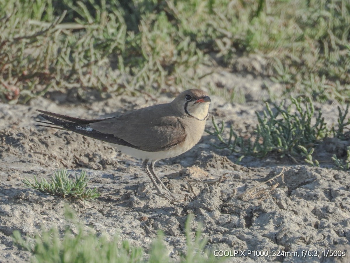 Collared Pratincole - ML620693438