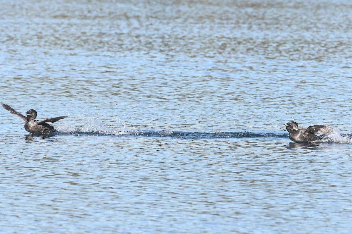 Musk Duck - ML620693441