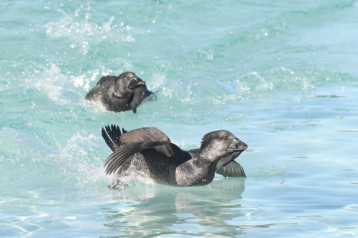 Musk Duck - ML620693442