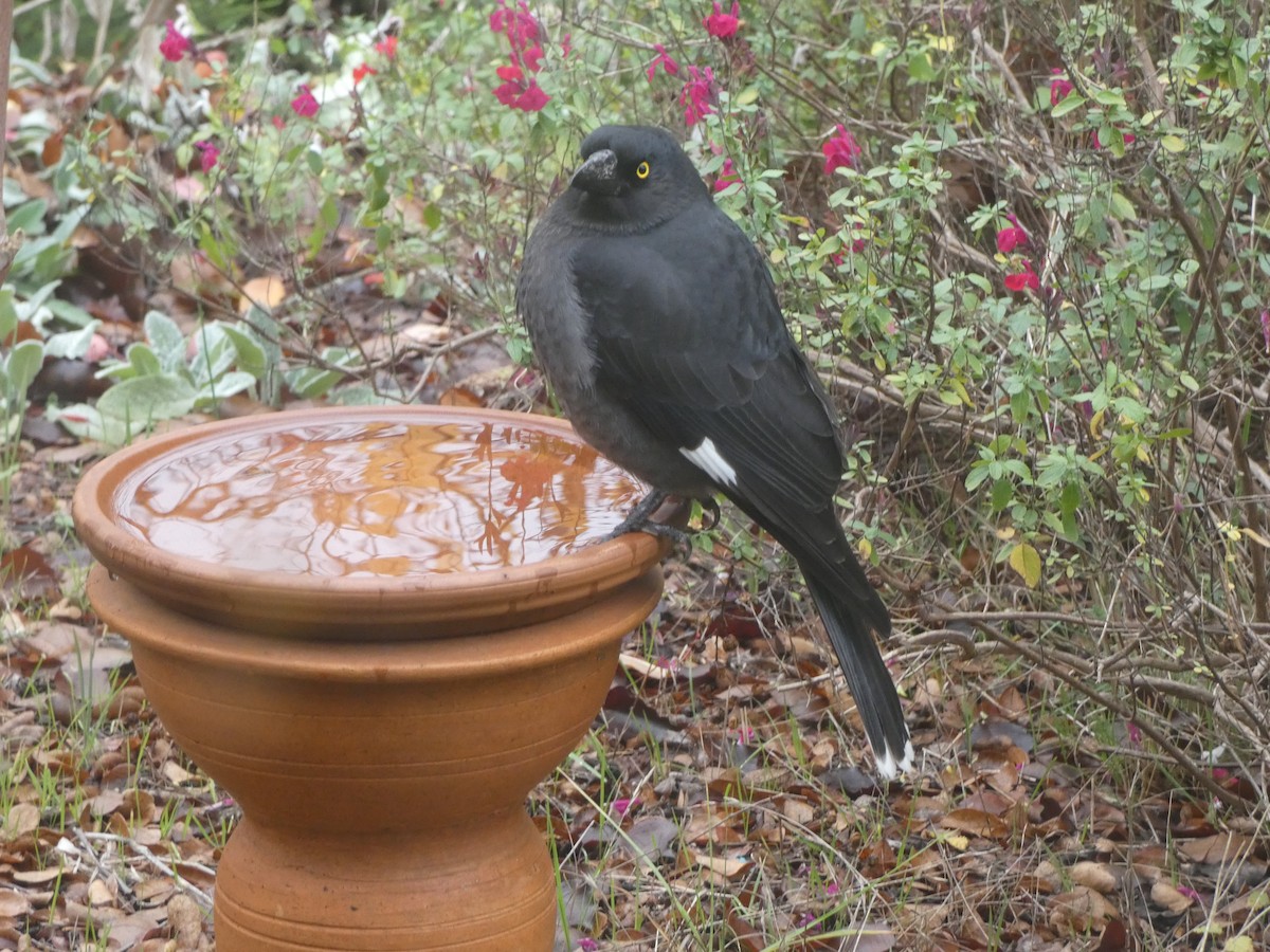 Pied Currawong - ML620693444