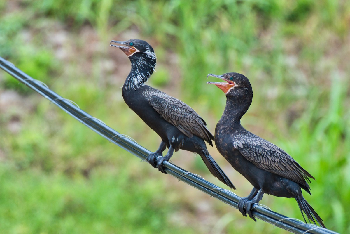 Neotropic Cormorant - ML620693445