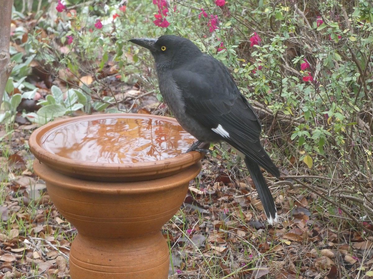 Pied Currawong - ML620693446