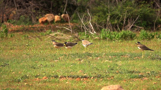 Yellow-wattled Lapwing - ML620693448