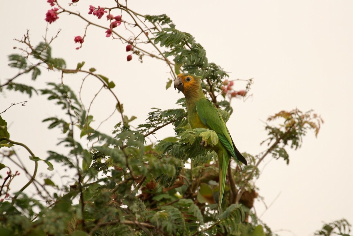 Brown-throated Parakeet - ML620693449