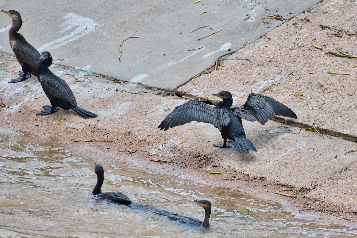 Neotropic Cormorant - ML620693451