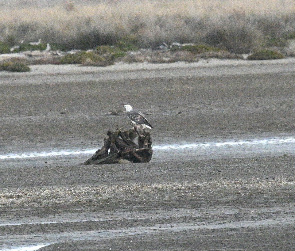 White-bellied Sea-Eagle - ML620693453