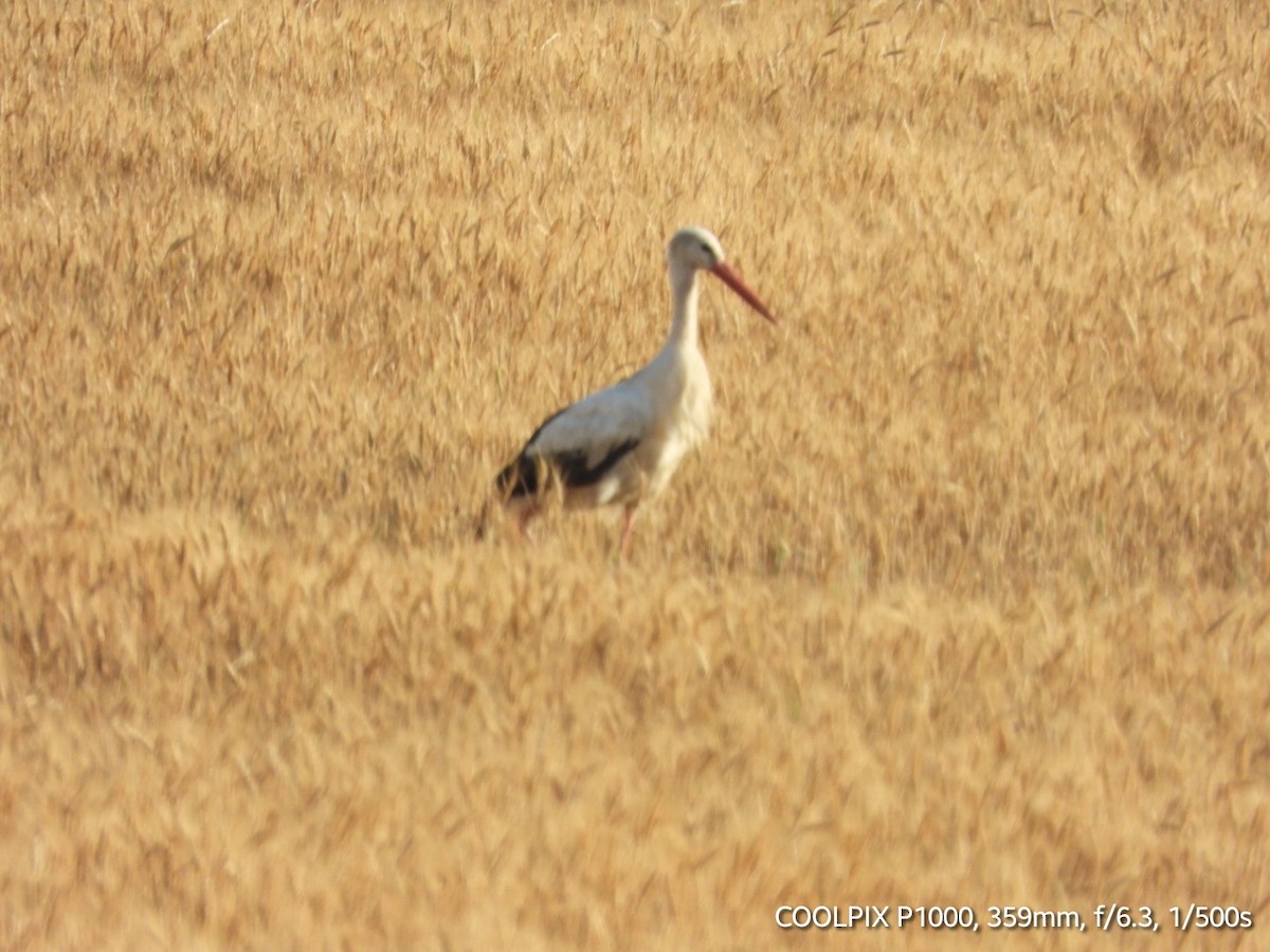 White Stork - Murat Uyan