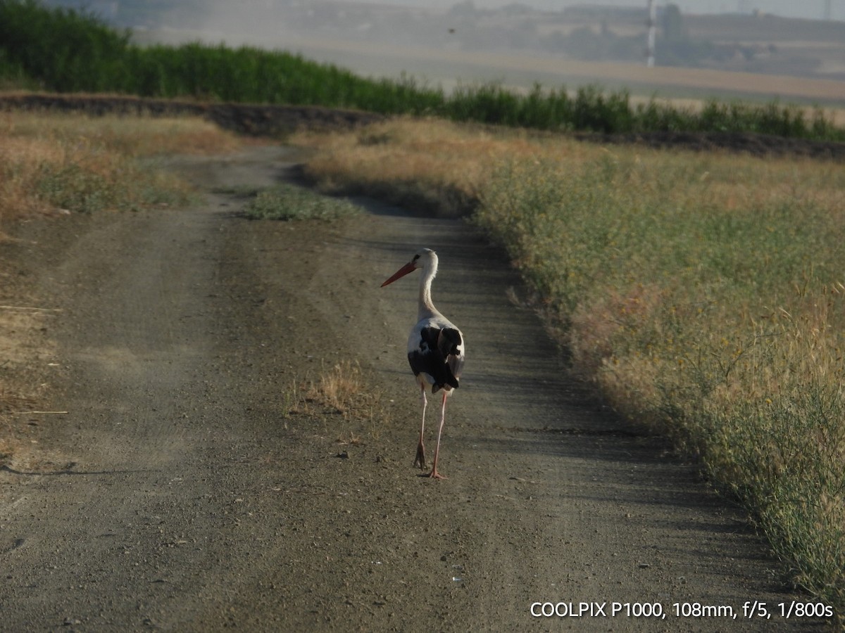 White Stork - ML620693457