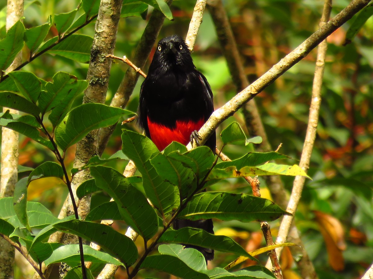 Red-bellied Grackle - ML620693458