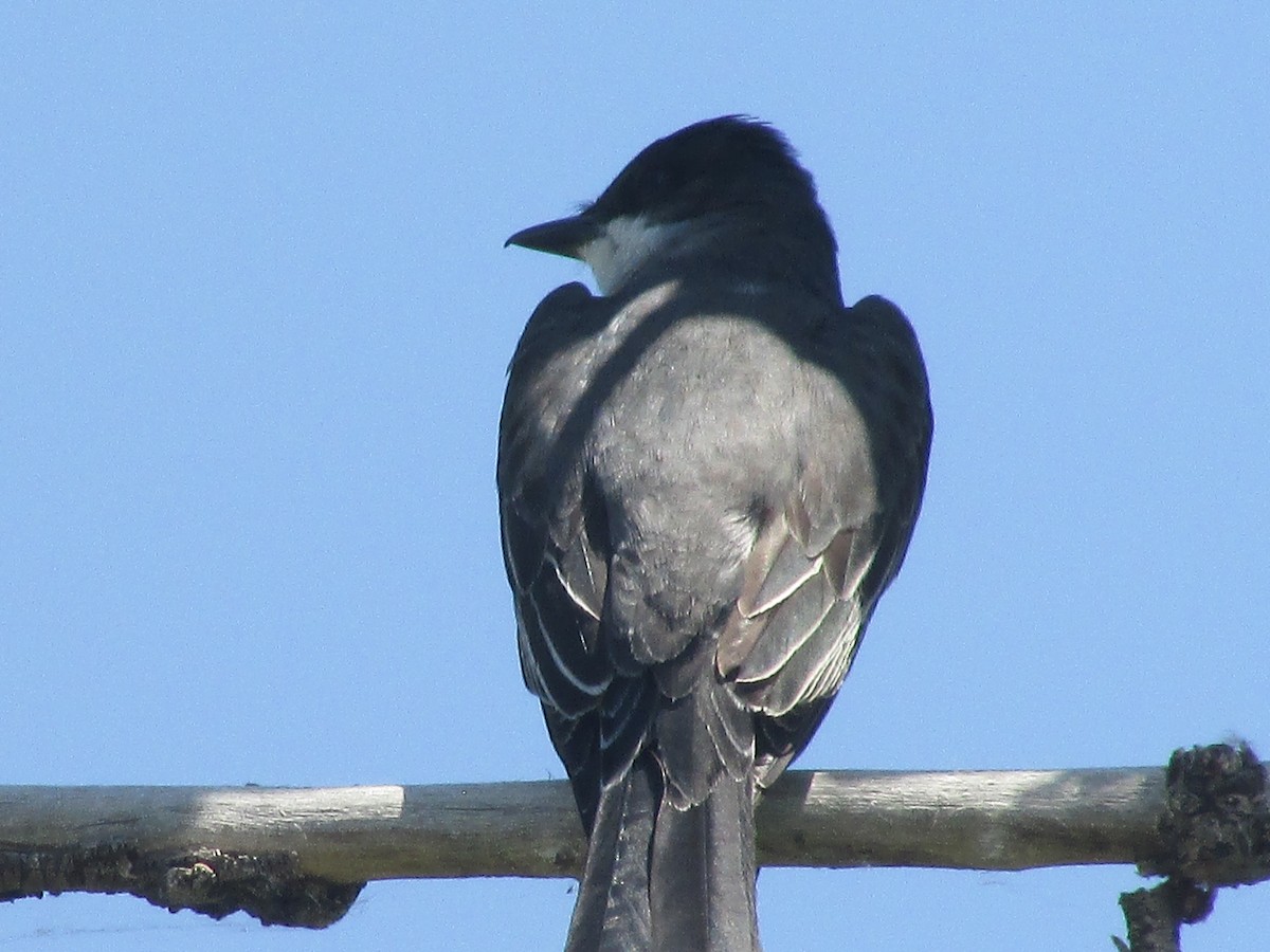 Eastern Kingbird - ML620693459