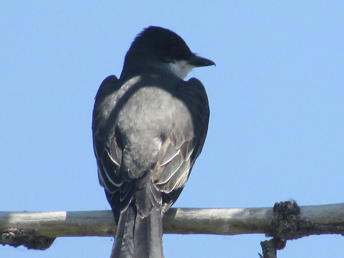 Eastern Kingbird - ML620693460