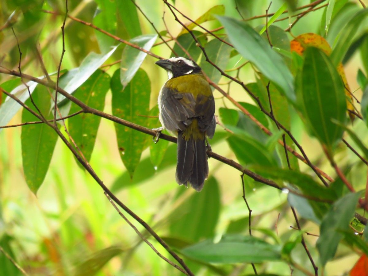 Black-winged Saltator - ML620693463