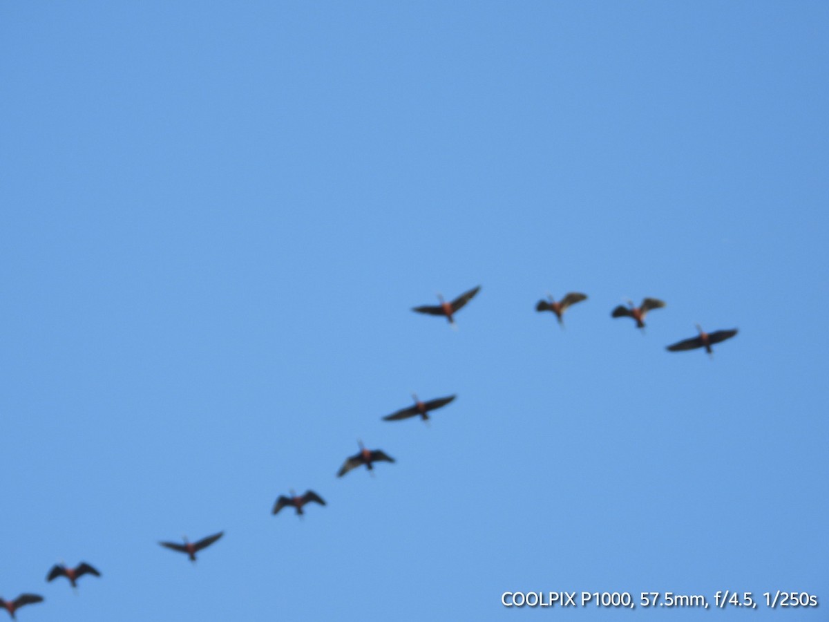 Glossy Ibis - ML620693464