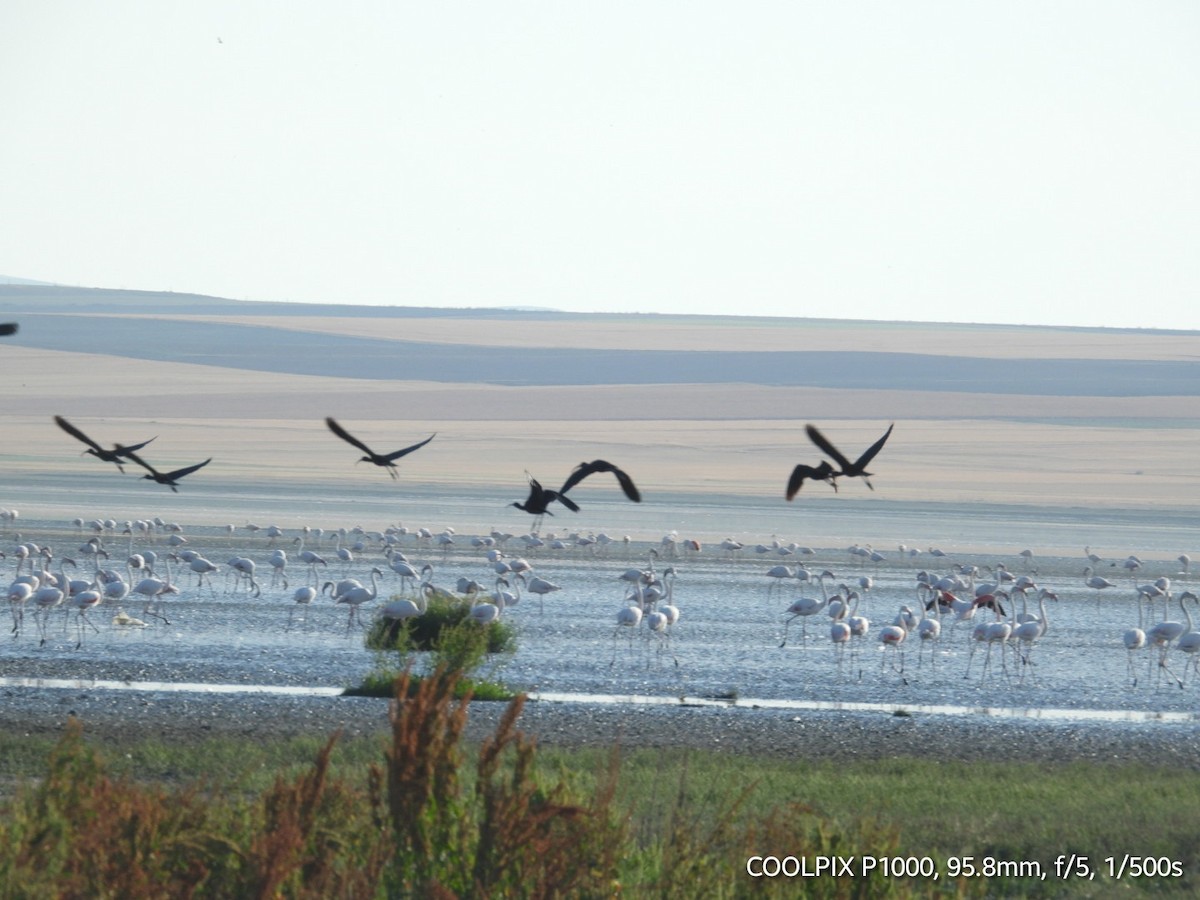 ibis hnědý - ML620693465