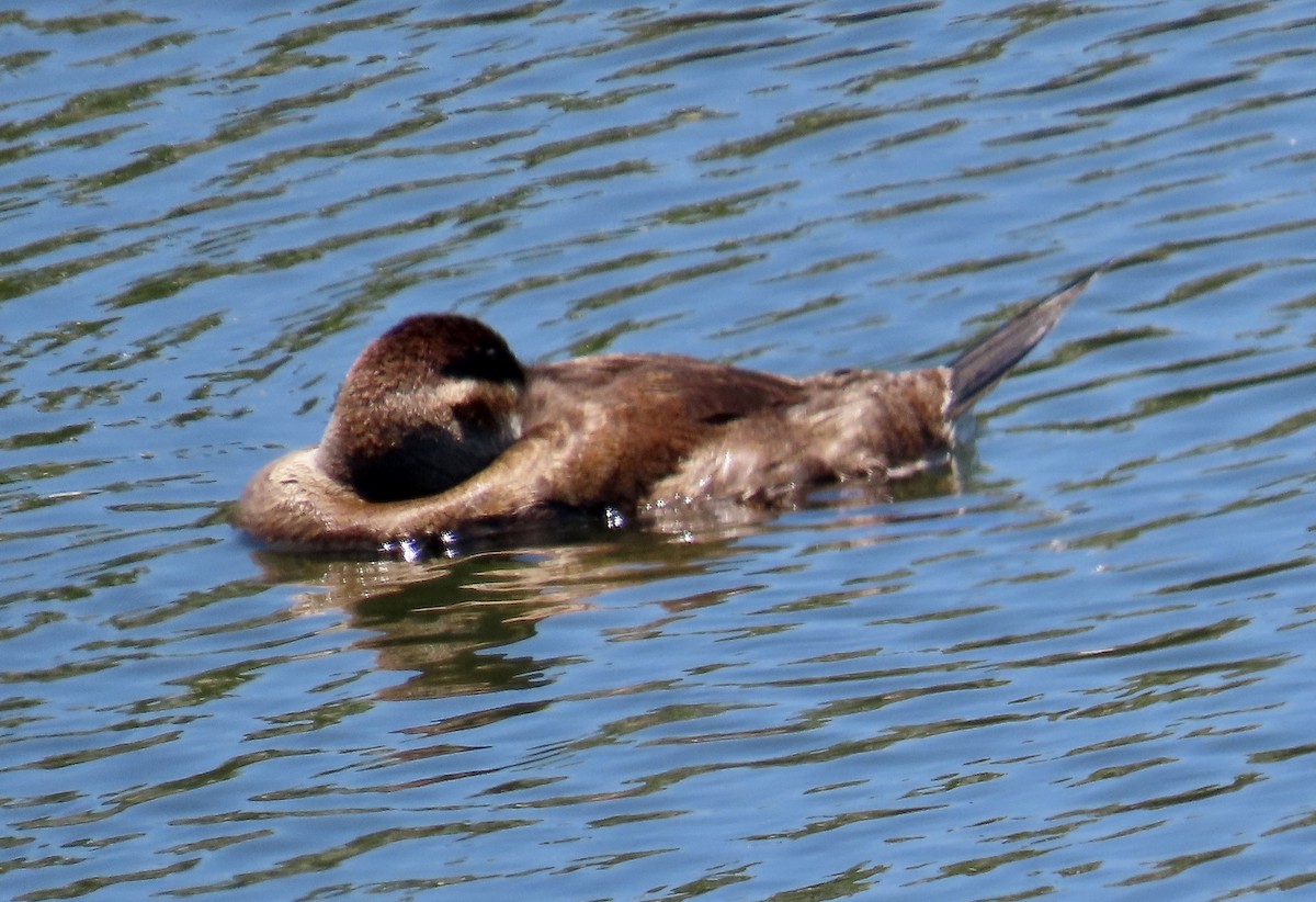 Ruddy Duck - ML620693466