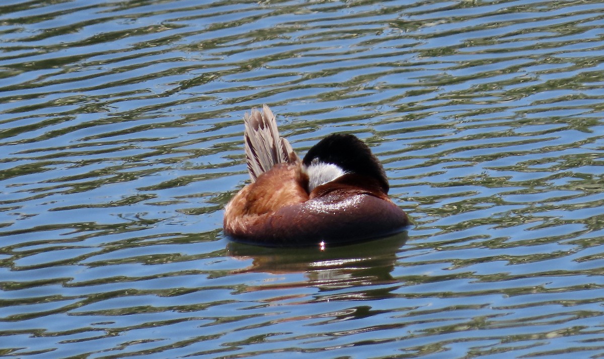 Ruddy Duck - ML620693467