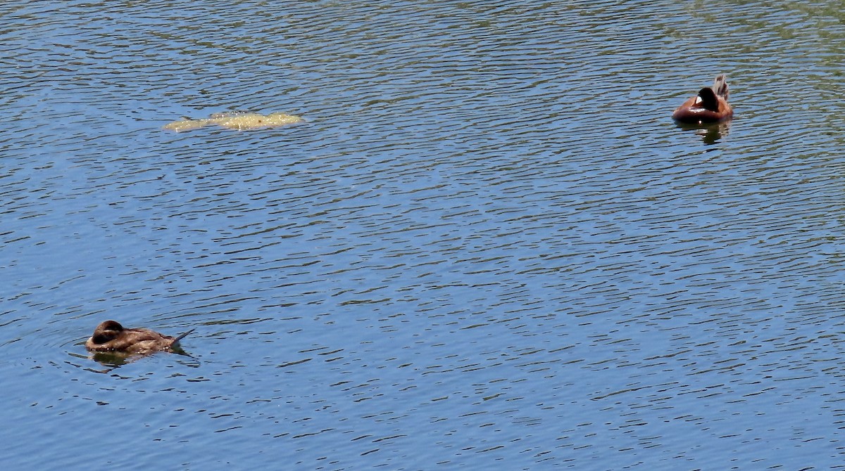 Ruddy Duck - ML620693468