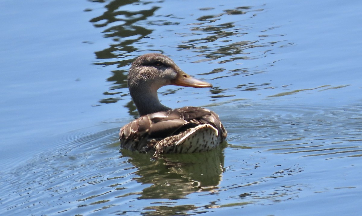 Canard colvert - ML620693469