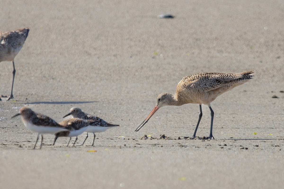 Marbled Godwit - ML620693474