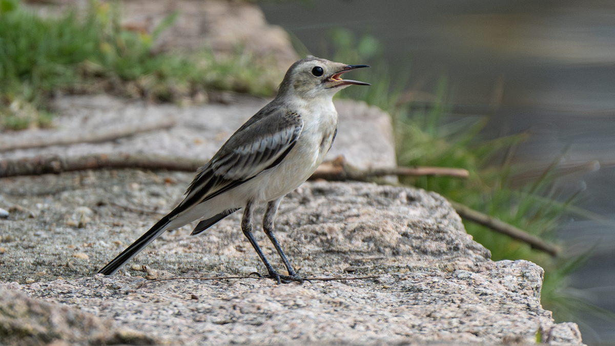 White Wagtail - ML620693476