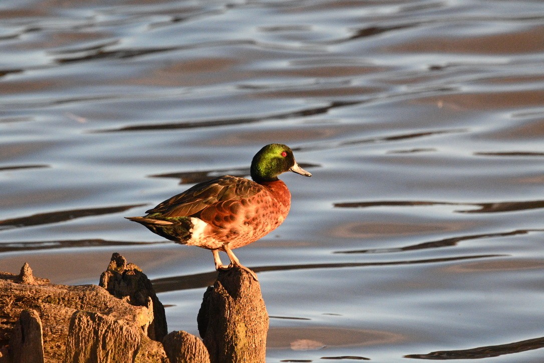 Chestnut Teal - ML620693478