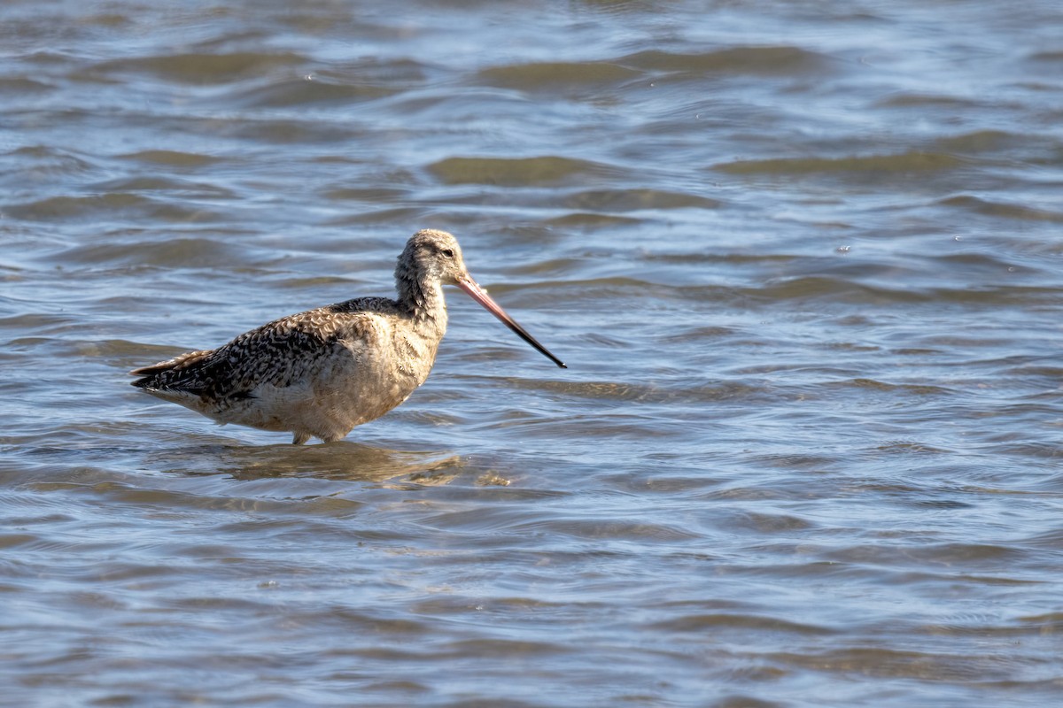 Marbled Godwit - ML620693480