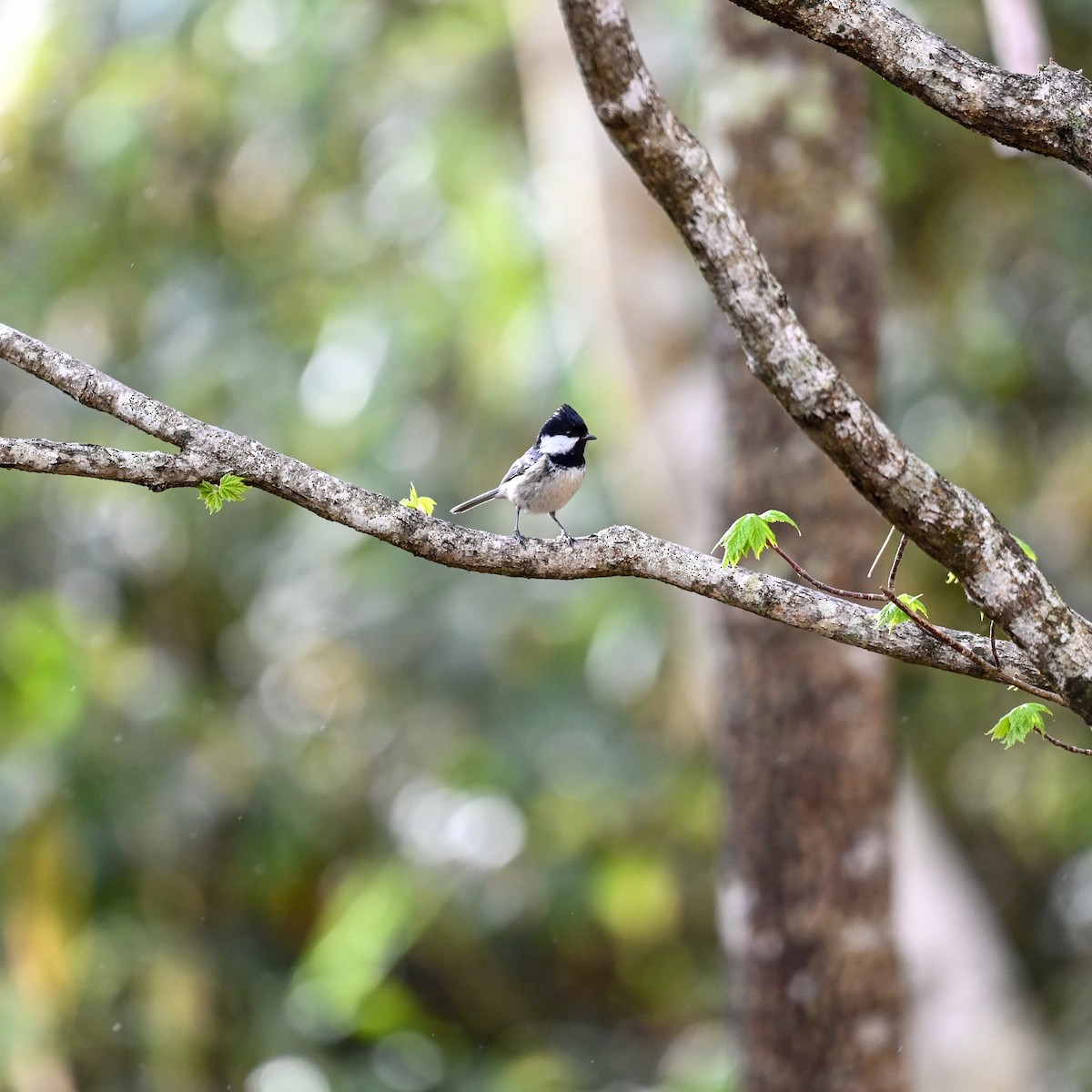 Coal Tit - ML620693483