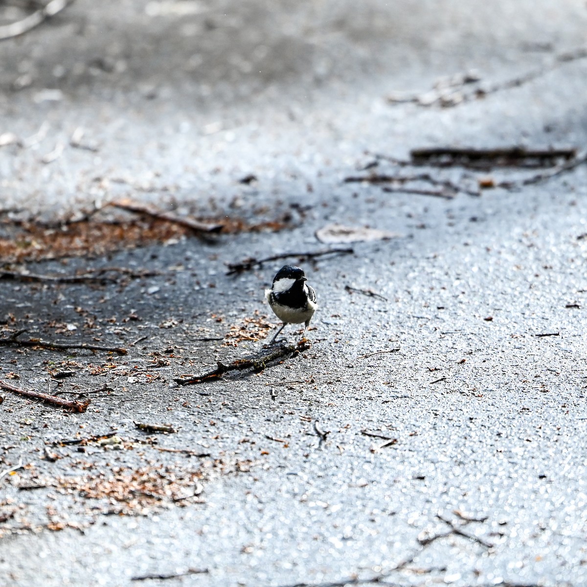 Coal Tit - David Govoni