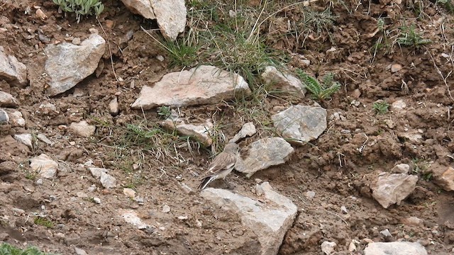 Black-winged Snowfinch - ML620693488