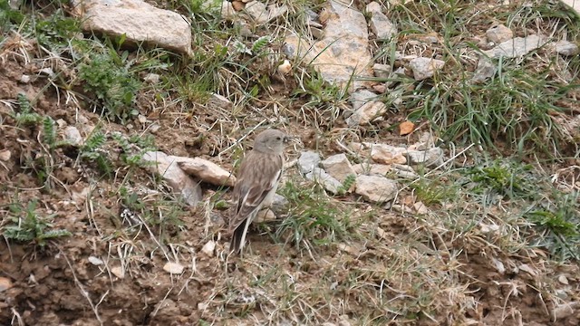 Black-winged Snowfinch - ML620693489