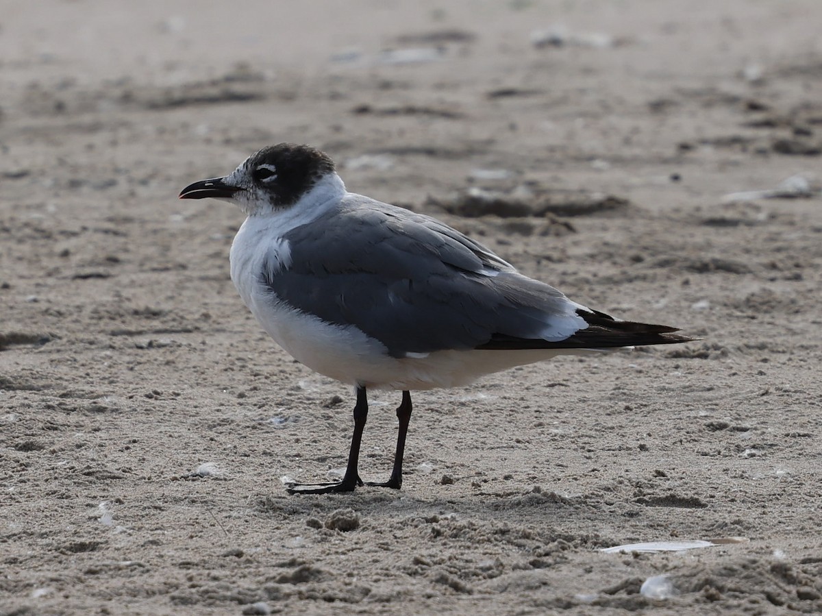 Franklin's Gull - ML620693497