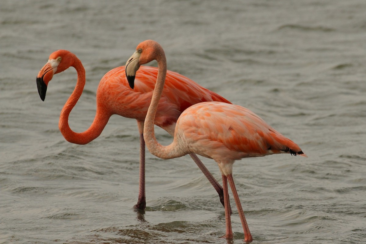 American Flamingo - ML620693498