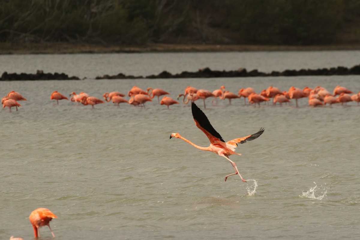 American Flamingo - ML620693499