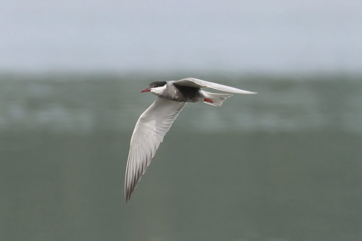 Whiskered Tern - ML620693501