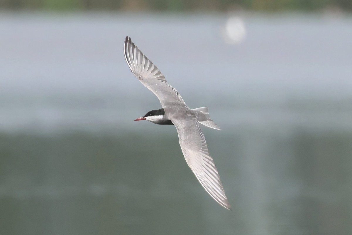 Whiskered Tern - ML620693502