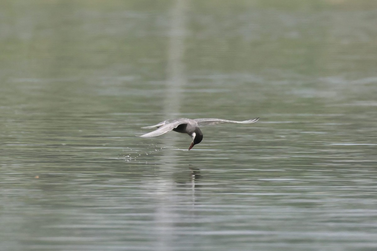 Whiskered Tern - ML620693503