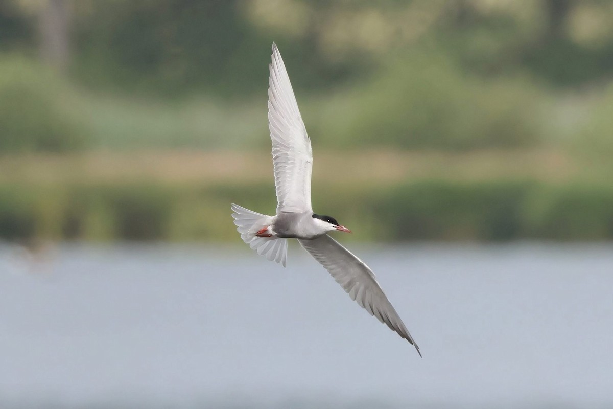 Whiskered Tern - ML620693504