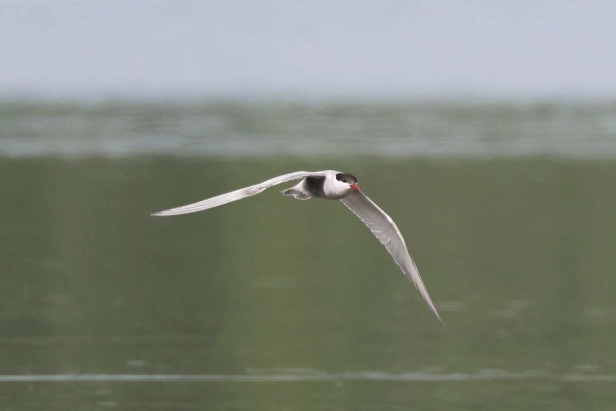 Whiskered Tern - ML620693505